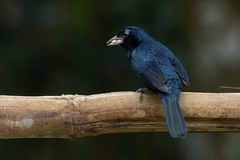 Tachyphonus coronatus