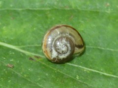 Cepaea nemoralis