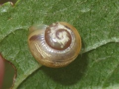 Cepaea nemoralis