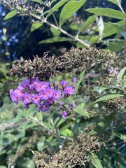 Buddleja