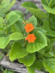 Cordia sebestena