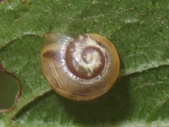 Cepaea nemoralis