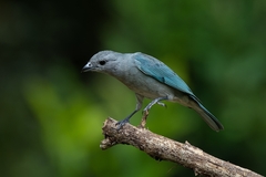 Thraupis sayaca