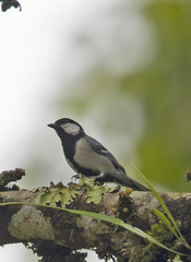 Parus cinereus