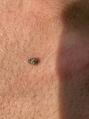 Tytthaspis sedecimpunctata