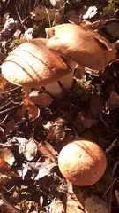 Leccinum versipelle