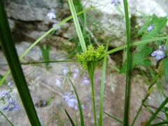 Carex viridula viridula
