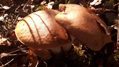 Leccinum versipelle