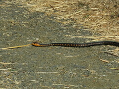 Thamnophis sirtalis concinnus