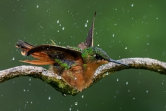 Heliodoxa rubricauda