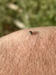 Tytthaspis sedecimpunctata