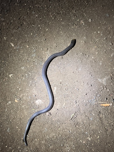 East African Shovel-Snout