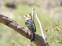 Trachyphonus vaillantii