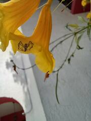 Thomisidae