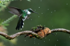 Heliodoxa rubricauda