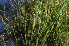Hordeum