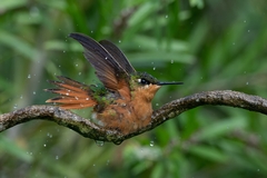 Heliodoxa rubricauda