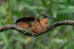 Heliodoxa rubricauda