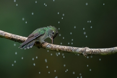 Chrysuronia versicolor