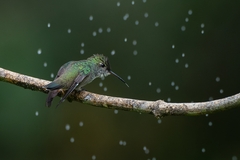 Chrysuronia versicolor