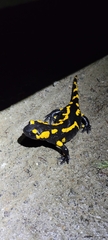 Salamandra salamandra
