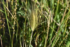 Hordeum