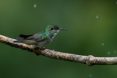 Chrysuronia versicolor