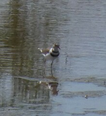 Charadrius tricollaris