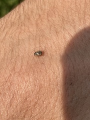 Tytthaspis sedecimpunctata