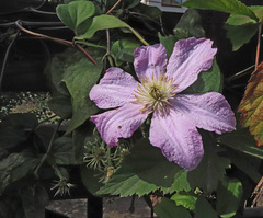 Clematis × jackmanii