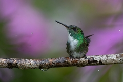 Chrysuronia versicolor