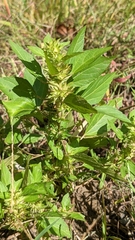 Acalypha rhomboidea