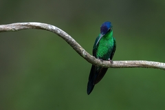 Thalurania glaucopis