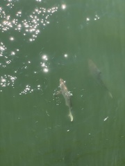 Carcharhinus limbatus