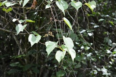 Vitis tiliifolia