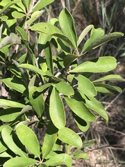 Forestiera pubescens