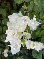 Bougainvillea