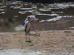 Mycteria ibis