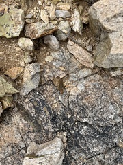 Paravaejovis spinigerus