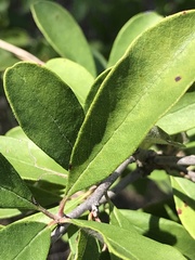 Forestiera pubescens