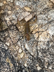 Paravaejovis spinigerus