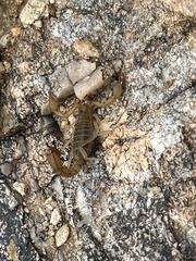 Paravaejovis spinigerus