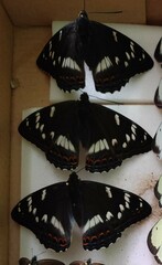 Limenitis populi