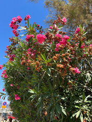 Nerium oleander