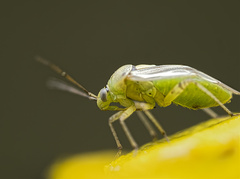 Miridae