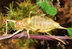 Steropleurus andalusius