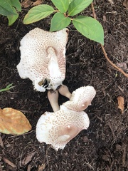 Leucoagaricus