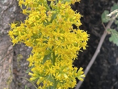 Solidago missouriensis