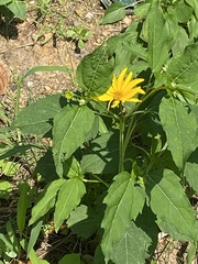 Heliopsis helianthoides