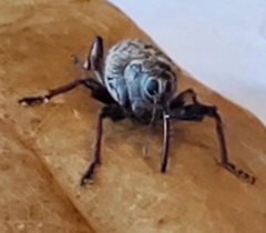 Curculionoidea